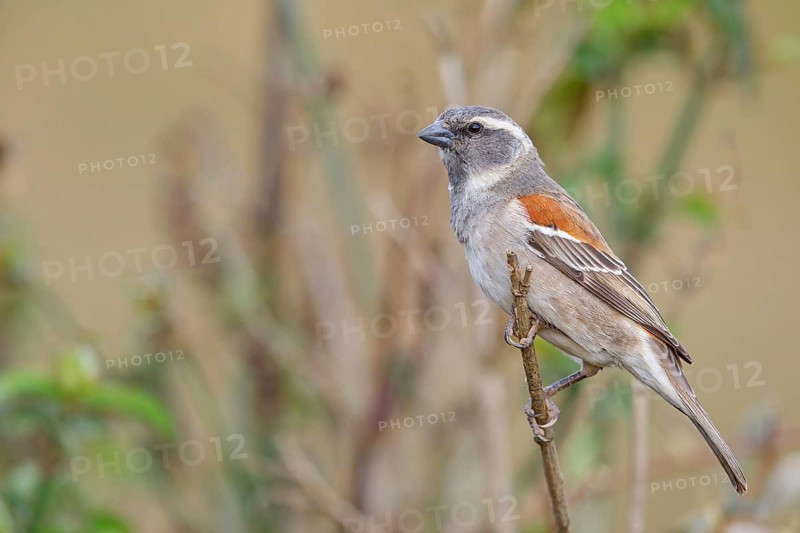 Cape sparrow (Passer melanurus), sparrow family, Sani Pass Surroundings, Underberg, KwaZulu-Natal, South Africa, Africa
