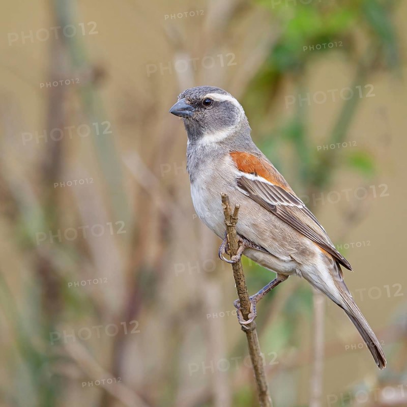 Cape sparrow (Passer melanurus), sparrow family, Sani Pass Surroundings, Underberg, KwaZulu-Natal, South Africa, Africa