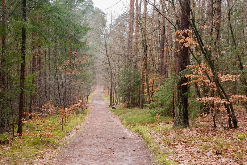 Path through the forest, Waren, Müritz, Müritz National Park, Mecklenburg Lake District, Mecklenburg, Mecklenburg-Vorpommern, Germany, Europe