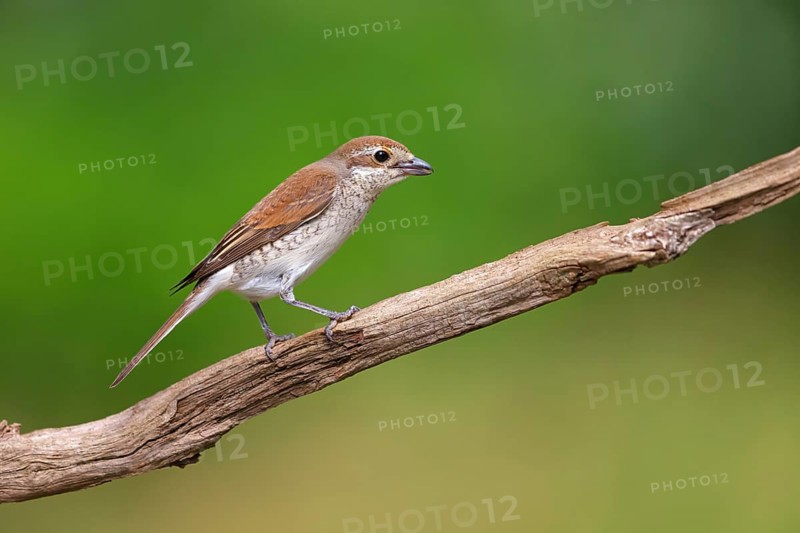 Red-backed shrike, red-backed shrike, thorn-backed shrike, family of shrikes, (Lanius collurio), female, Hockenheim, Baden-Württemberg, Germany, Europe