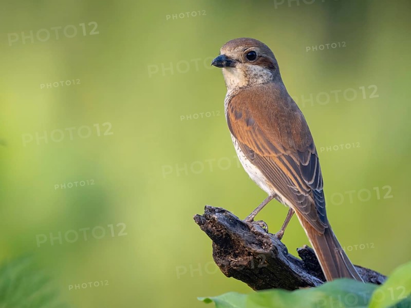 Red-backed shrike, red-backed shrike, thorn-backed shrike, family of shrikes, (Lanius collurio), female, Hockenheim, Baden-Württemberg, Germany, Europe