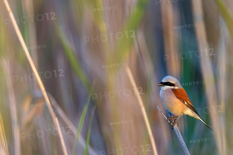 Red-backed shrike, red-backed shrike, thorn-backed shrike, family of shrikes, (Lanius collurio), male, Hockenheim, Baden-Württemberg, Germany, Europe