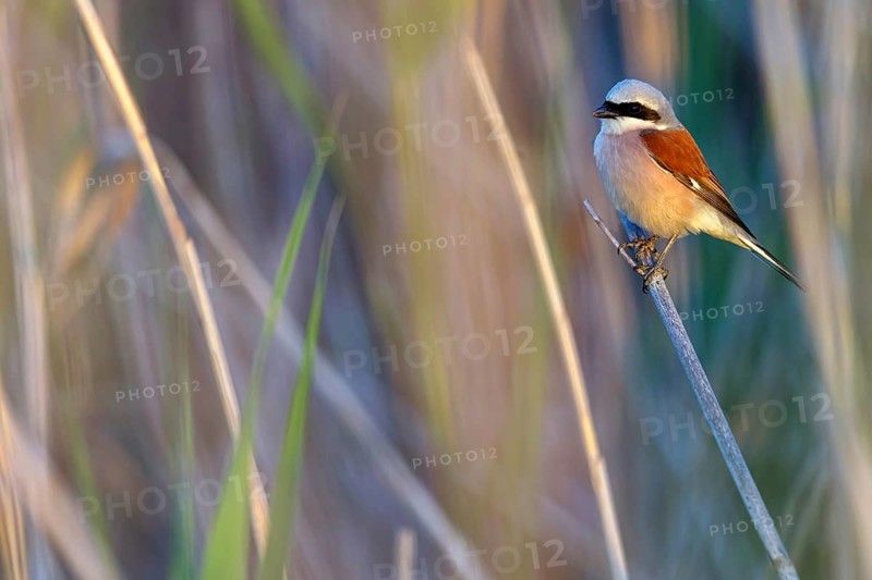 Red-backed shrike, red-backed shrike, thorn-backed shrike, family of shrikes, (Lanius collurio), male, Hockenheim, Baden-Württemberg, Germany, Europe