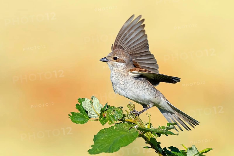 Red-backed shrike, red-backed shrike, thorn-backed shrike, family of shrikes, (Lanius collurio), female, Hockenheim, Baden-Württemberg, Germany, Europe