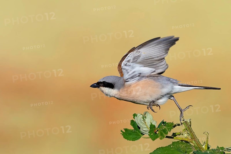 Red-backed shrike, red-backed shrike, thorn-backed shrike, family of shrikes, (Lanius collurio), male, Hockenheim, Baden-Württemberg, Germany, Europe