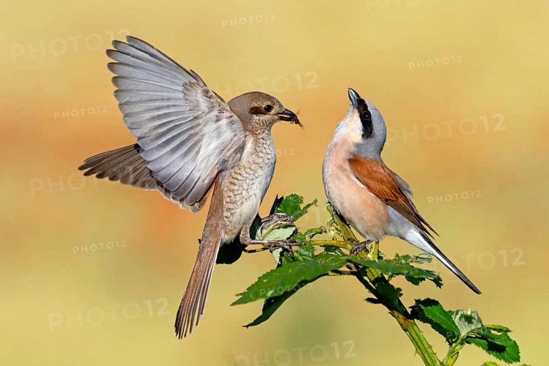 Red-backed shrike (Lanius collurio), pair, feeding, young bird, male and female, Hockenheim, Baden-Württemberg, Germany, Europe