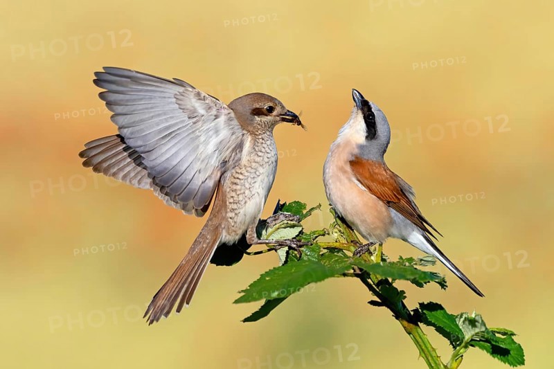 Red-backed shrike (Lanius collurio), pair, feeding, young bird, male and female, Hockenheim, Baden-Württemberg, Germany, Europe