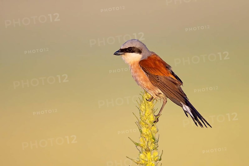 Red-backed shrike, red-backed shrike, thorn-backed shrike, family of shrikes, (Lanius collurio), male, Hockenheim, Baden-Württemberg, Germany, Europe