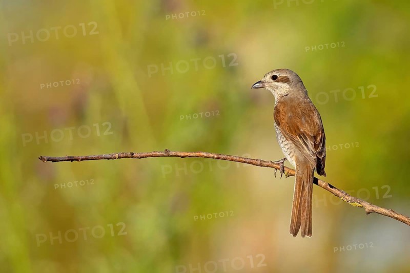 Red-backed shrike (Lanius collurio), female, district of Worms, Hockenheim, Baden-Württemberg, Germany, Europe