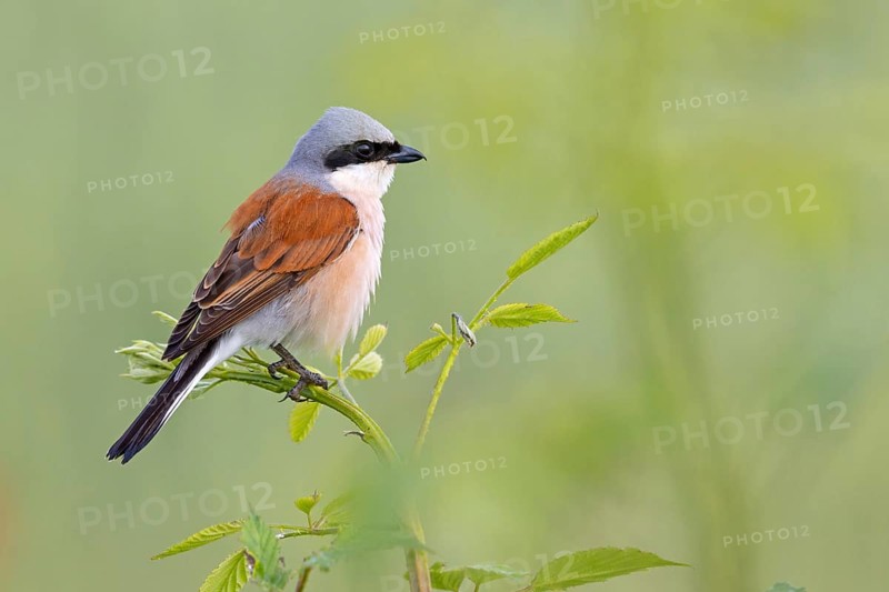 Red-backed shrike, red-backed shrike, thorn-backed shrike, family of shrikes, (Lanius collurio), male, Hockenheim, Baden-Württemberg, Germany, Europe