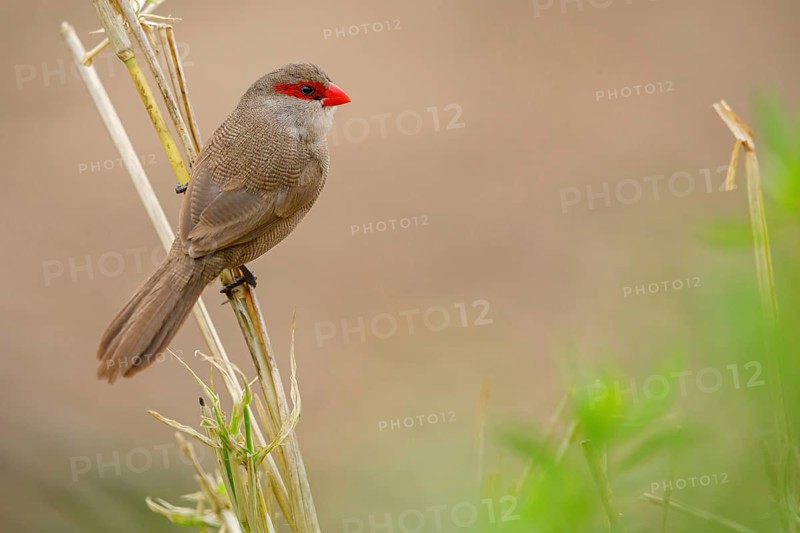 Wave-astrild, (Estrolda astrild), family of the splendid finches, Garden Route National Park, Wilderness Section, Wilderness, Western Cape, South Africa, Africa