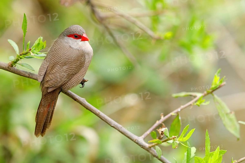 Wave-astrild, (Estrolda astrild), family of the splendid finches, Garden Route National Park, Wilderness Section, Wilderness, Western Cape, South Africa, Africa