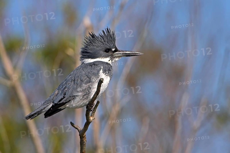 Belted kingfisher (Megaceryle alcyon), kingfisher on perch, Lake Kissimmee, Osceola County, Florida, USA, North America