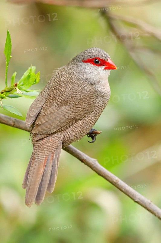 Wave-astrild, (Estrolda astrild), family of the splendid finches, Garden Route National Park, Wilderness Section, Wilderness, Western Cape, South Africa, Africa