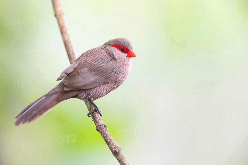 Wave-astrild, (Estrolda astrild), family of the splendid finches, Garden Route National Park, Wilderness Section, Wilderness, Western Cape, South Africa, Africa