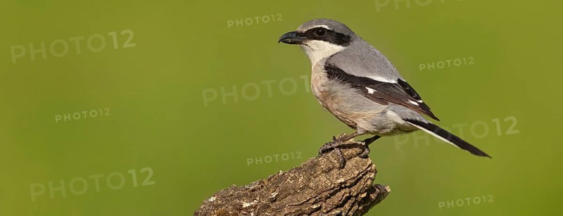 Great grey shrike (Lanius excubitor), Mediterranean Great Grey Shrike, Great Grey Shrike subspecies meridionalis, (Lanius excubitor meridionalis), (Lanius meridionalis), Iberian Great Grey Shrike, Southern grey shrike, Hides De Calera / Grey Shrike Hi, Calera Y Chozas, Castilla La Mancha / Toledo, Spain, Europe