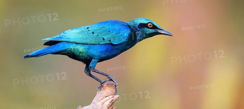 Lesser blue-eared starling (Lamprotornis chloropterus), Tendaba camp / Tendaba photo hid, Kwinella, South Bank, Gambia, Africa