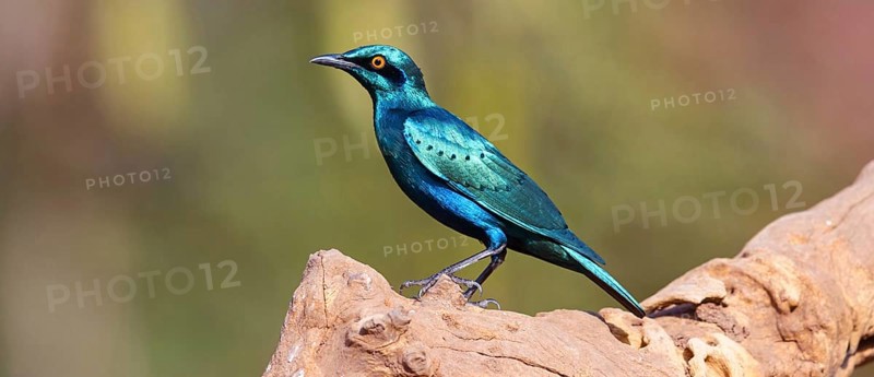 Lesser blue-eared starling (Lamprotornis chloropterus), Tendaba camp / Tendaba photo hid, Kwinella, South Bank, Gambia, Africa