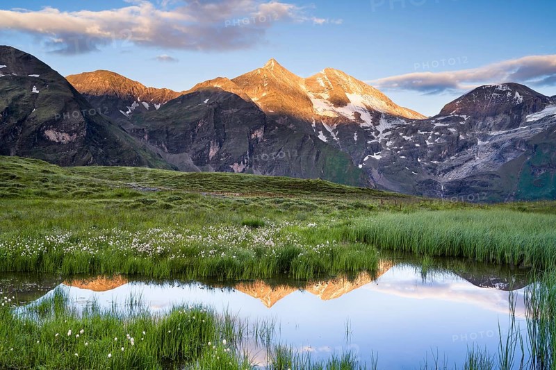 Cotton grass with mountain panorama and reflection, snow, Grossglockner High Alpine Road, Hohe Tauern National Park, Pinzgau, Salzburg