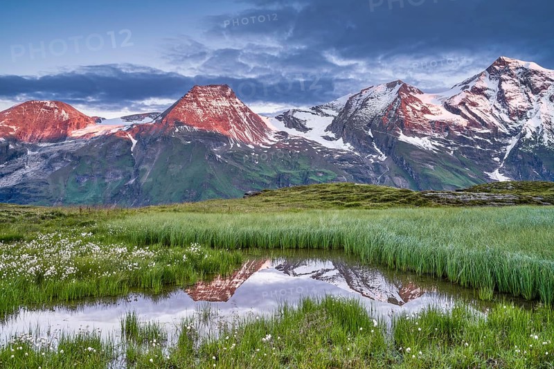 Cotton grass with mountain panorama and reflection, snow, Grossglockner High Alpine Road, Hohe Tauern National Park, Pinzgau, Salzburg