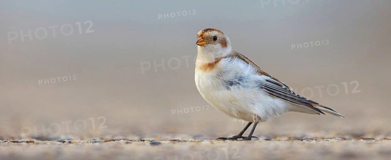 Snow bunting (Plectrophenax nivalis), family of tundra buntings, Helgoland Island, Schleswig-Holstein, Federal Republic of Germany