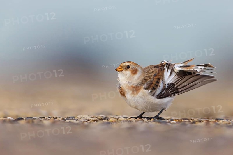 Snow bunting (Plectrophenax nivalis), family of tundra buntings, Helgoland Island, Schleswig-Holstein, Federal Republic of Germany