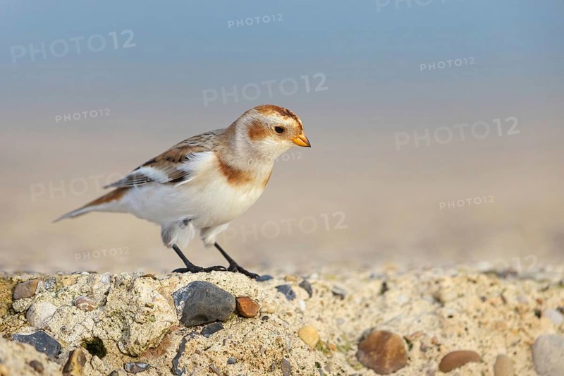 Snow bunting (Plectrophenax nivalis), family of tundra buntings, Helgoland Island, Schleswig-Holstein, Federal Republic of Germany