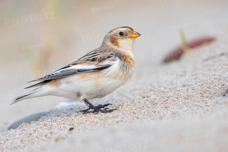 Snow bunting (Plectrophenax nivalis), family of tundra buntings, Helgoland Island, Schleswig-Holstein, Federal Republic of Germany