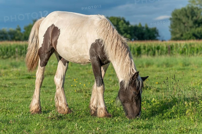 Irish cob horses in a pasture in spring. In the French countryside, the horses go out into the meadows to scratch on the fresh grass