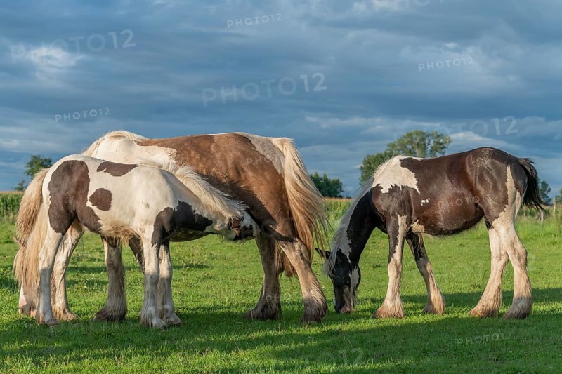 Irish cob horses in a pasture in spring. In the French countryside, the horses go out into the meadows to scratch on the fresh grass
