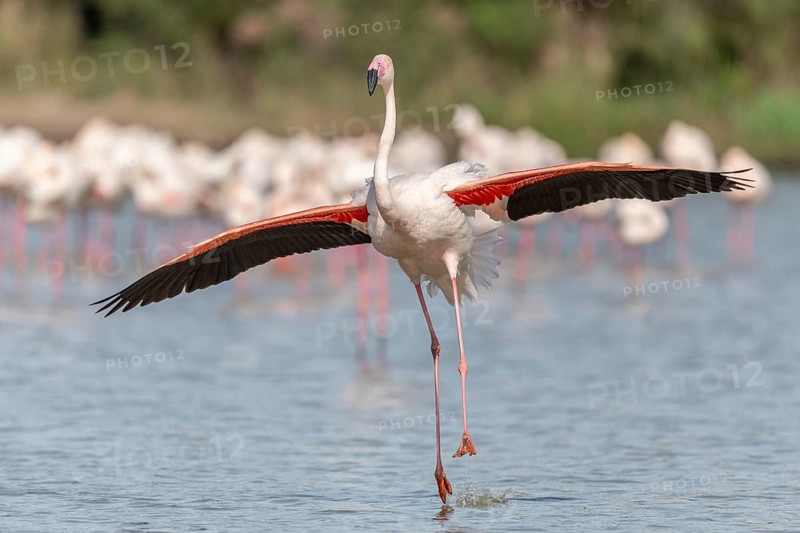 Flamingo (Phoenicopterus roseus) in a pond of a nature reserve. Saintes Maries de la Mer, Parc naturel regional de Camargue, Arles, Provence Alpes Cote d'Azur, France, Europe