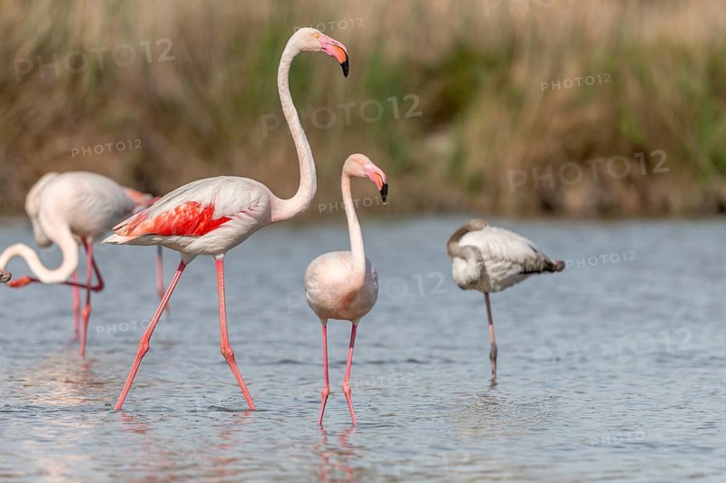 Flamingo (Phoenicopterus roseus) in a pond of a nature reserve. Saintes Maries de la Mer, Parc naturel regional de Camargue, Arles, Provence Alpes Cote d'Azur, France, Europe