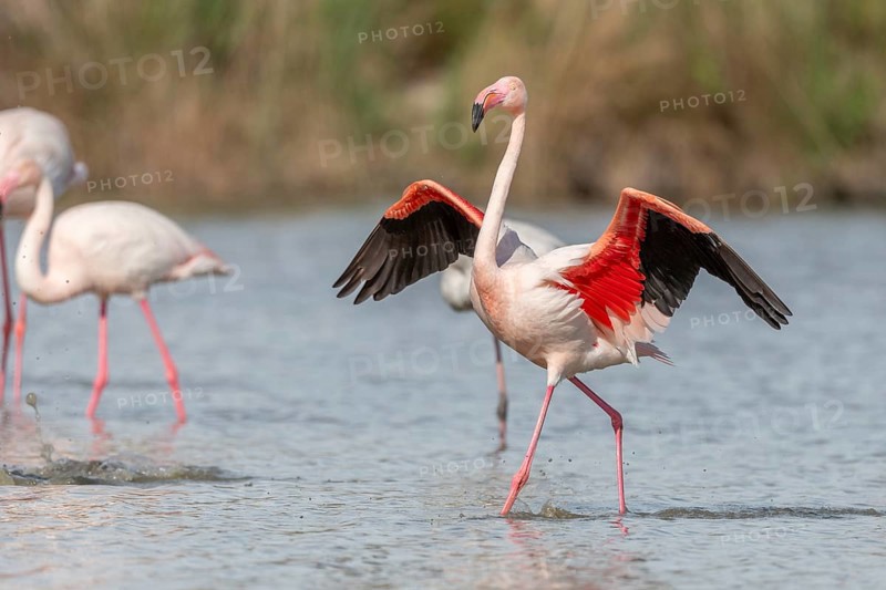 Flamingo (Phoenicopterus roseus) in a pond of a nature reserve. Saintes Maries de la Mer, Parc naturel regional de Camargue, Arles, Provence Alpes Cote d'Azur, France, Europe