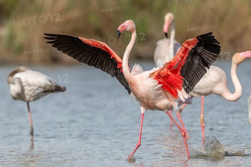 Flamingo (Phoenicopterus roseus) in a pond of a nature reserve. Saintes Maries de la Mer, Parc naturel regional de Camargue, Arles, Provence Alpes Cote d'Azur, France, Europe