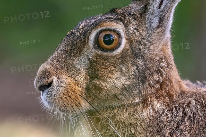 Portrait of a European hare (Lepus europaeus) Brown hare sitting on the ground and observing the surroundings in a meadow. Kaiserstuhl, Freiburg im Breisgau, Baden-Württemberg, Germany, Europe