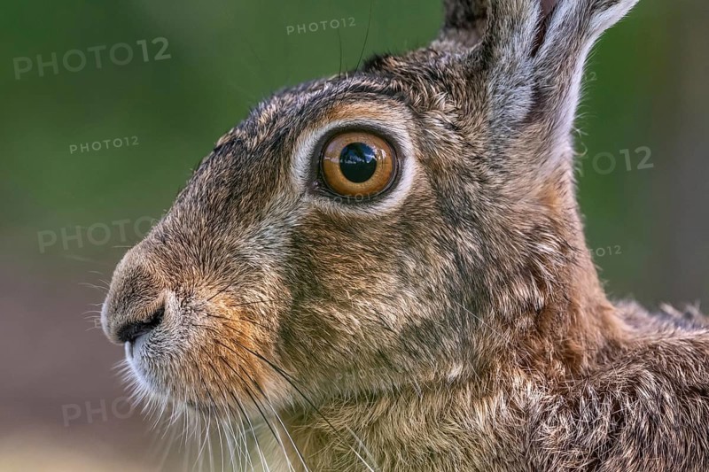Portrait of a European hare (Lepus europaeus) Brown hare sitting on the ground and observing the surroundings in a meadow. Kaiserstuhl, Freiburg im Breisgau, Baden-Württemberg, Germany, Europe