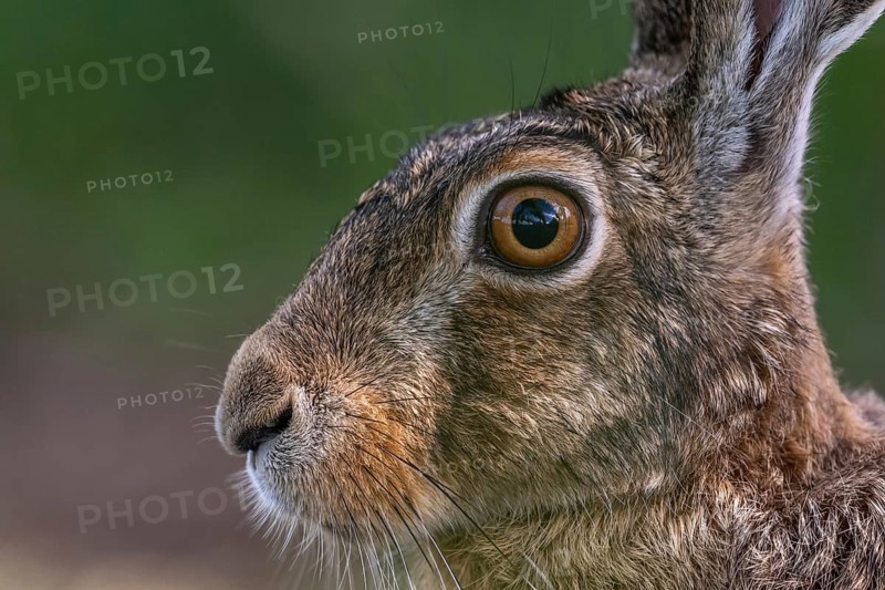 Portrait of a European hare (Lepus europaeus) Brown hare sitting on the ground and observing the surroundings in a meadow. Kaiserstuhl, Freiburg im Breisgau, Baden-Württemberg, Germany, Europe
