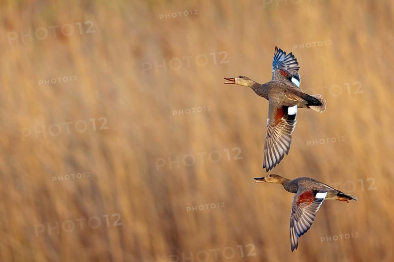 Gadwall, (Anas strepera), Mareca strepera, two ducks in flight, Wagbachniederung, Waghausel, Baden-Württemberg, Federal Republic of Germany