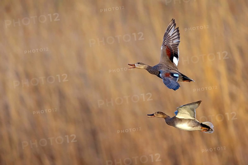 Gadwall, (Anas strepera), Mareca strepera, two ducks in flight, Wagbachniederung, Waghausel, Baden-Württemberg, Federal Republic of Germany