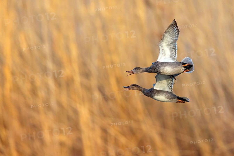 Gadwall, (Anas strepera), Mareca strepera, two ducks in flight, Wagbachniederung, Waghausel, Baden-Württemberg, Federal Republic of Germany