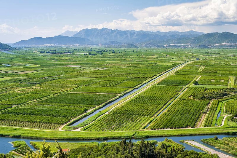 Orchards in the Neretva Delta, Dalmatia, Croatia, Europe