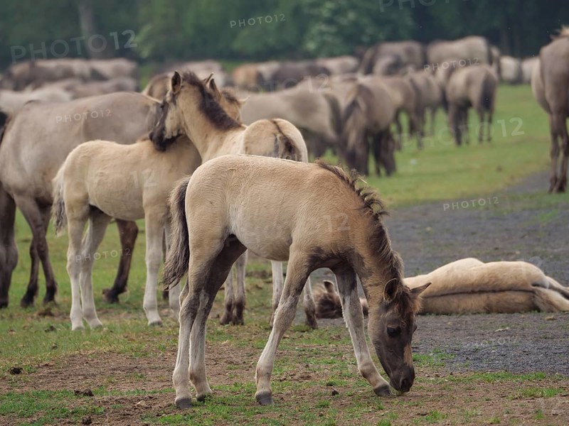 Several foals and horses in a large herd grazing together in a spacious meadow, merfeld, münsterland, germany