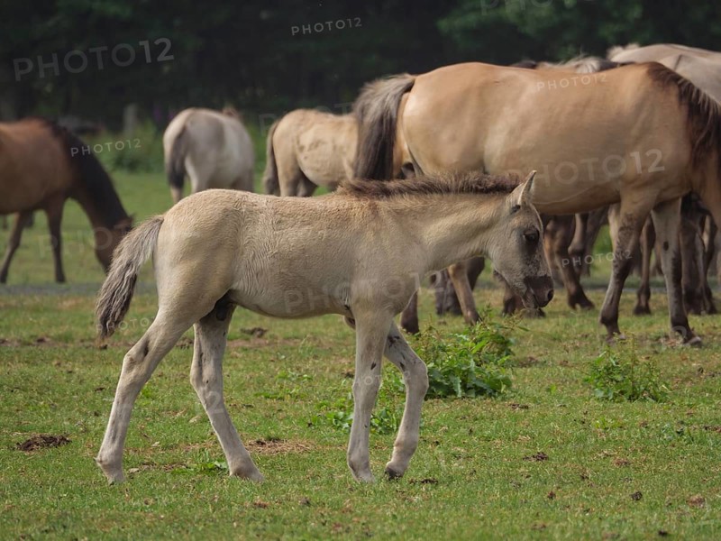 A foal walks alone across a green meadow, surrounded by a herd of horses, merfeld, münsterland, germany