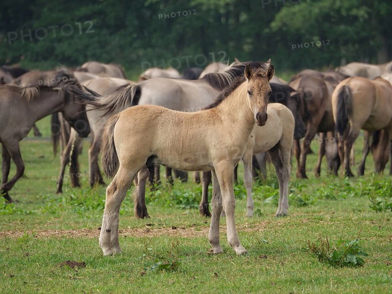 A foal stands on a green meadow, surrounded by a herd of horses in the countryside, merfeld, münsterland, germany