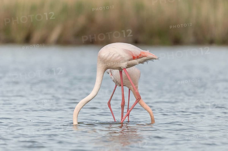 Two flamingos (Phoenicopterus roseus) eating in a pond in a nature reserve. Saintes Maries de la Mer, Parc naturel regional de Camargue, Arles, Provence Alpes Cote d'Azur, France, Europe