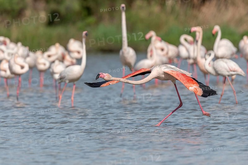 Flamingo (Phoenicopterus roseus) jumping out of a pond. Saintes Maries de la Mer, Parc naturel regional de Camargue, Arles, Provence Alpes Cote d'Azur, France, Europe