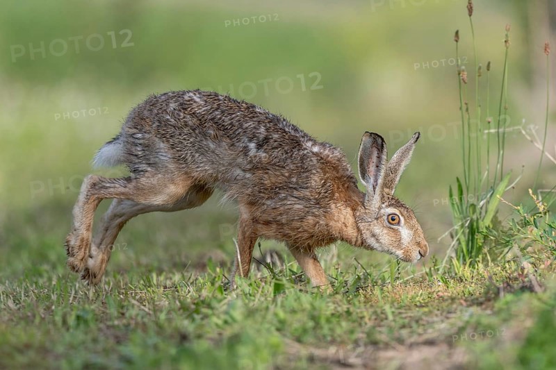 European hare (Lepus europaeus) Brown hare in motion hopping in a meadow. Kaiserstuhl, Freiburg im Breisgau, Baden-Württemberg, Germany, Europe