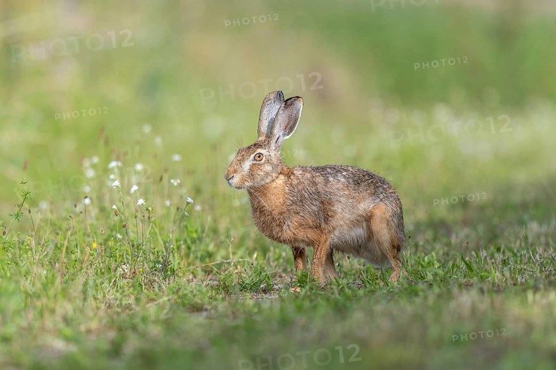European hare (Lepus europaeus) Brown hare in motion hopping in a meadow. Kaiserstuhl, Freiburg im Breisgau, Baden-Württemberg, Germany, Europe