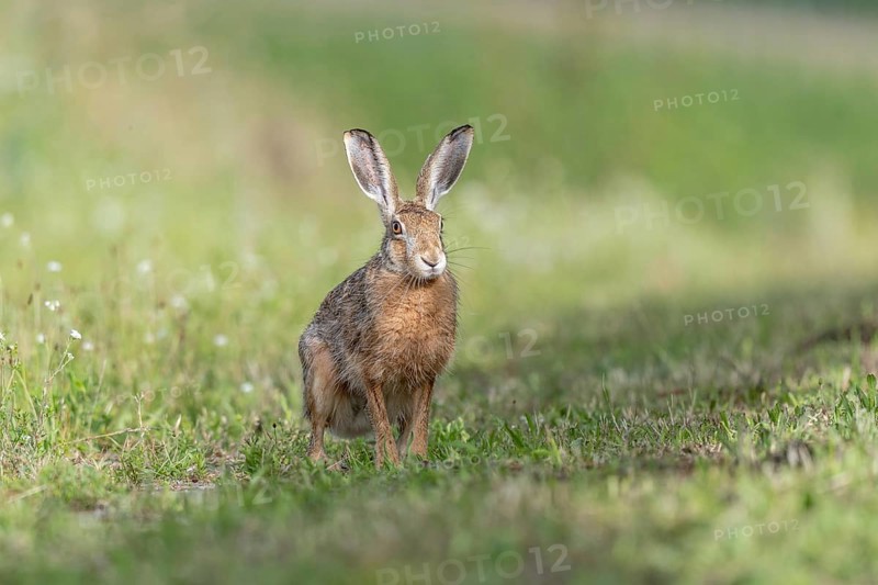 European hare (Lepus europaeus) Brown hare sitting on the ground and observing the surroundings in a meadow. Kaiserstuhl, Freiburg im Breisgau, Baden-Württemberg, Germany, Europe