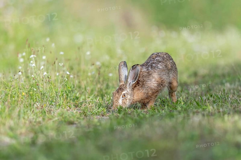 European hare (Lepus europaeus) Brown hare smelling odours on the ground in a meadow. Kaiserstuhl, Freiburg im Breisgau, Baden-Württemberg, Germany, Europe